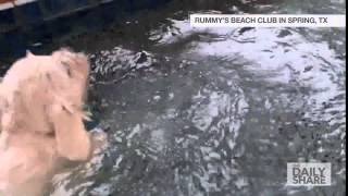Puppies go for their first swim