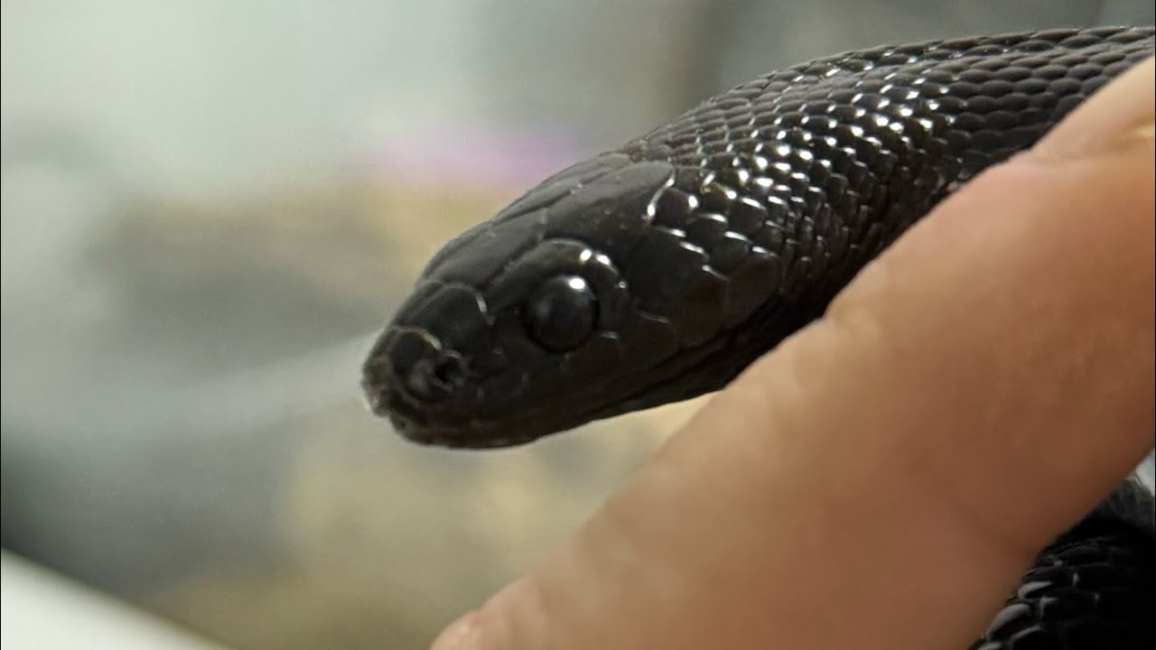 Mexican black king snakes new enclosure build