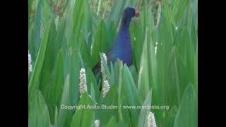 (Porphyrula martinica) American Purple Gallinule/Frango-D&#39;Água-Azul