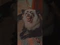 Watch till the end 😍  Dog &amp; Cat moments 🐶🐱  #Shorts #Pets #Dog #Cat #Funny #Cute