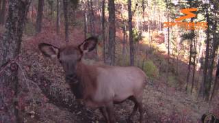 Elk at 1 Yard - Switchback Outdoors Webisode