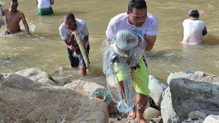 Lubuk larangan sibulan - bulan, awal pertama jala di tebar ke sungai ikan langsung penuh dalam jala