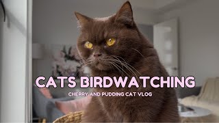 Cats Birdwatching Brown Cat