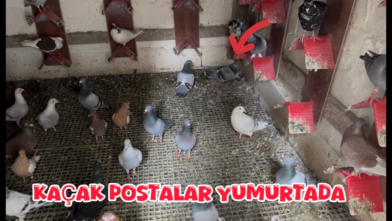 KAÇAK POSTALAR KÜMETE TERDE YUMUTA BIRAKMIŞ ( GÜLLÜ  POSTA SÜPER ÖTESİ OLDU )