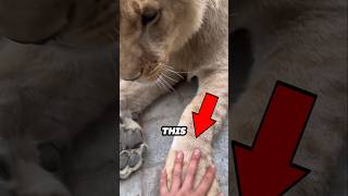 This man thought he could outmatch the lion 😳