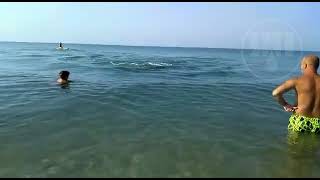 Встреча Дельфинов с отдыхающими на чёрном море