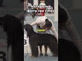 Удивительные факты про собак которые вы не знали!