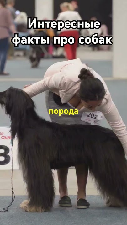 Удивительные факты про собак которые вы не знали! - YouTube