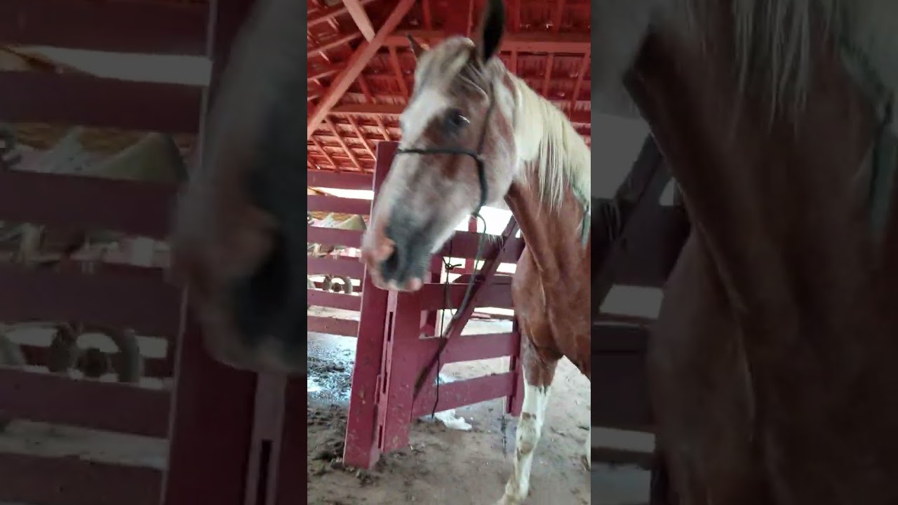 Esse é o vídeo inteiro do desariando meu cavalo 