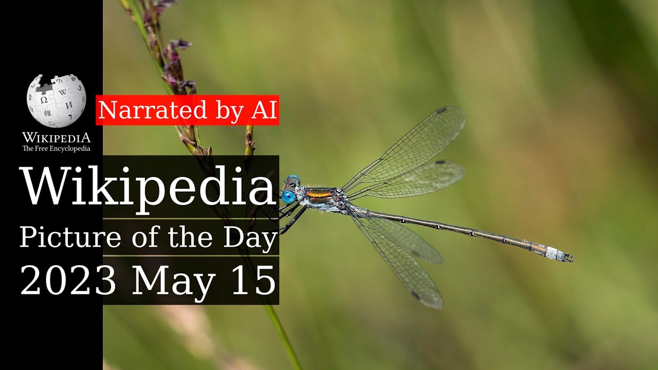 Wikipedia Picture of the Day: 2023-05-15 - Lestes sponsa (Narrated by Brian)