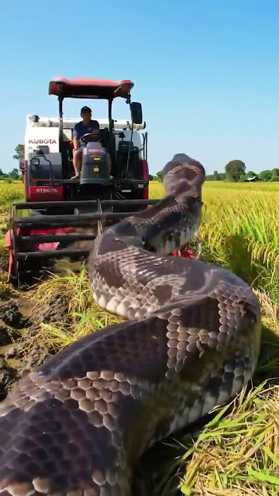 #Kubota #Snake #RiceHarvester  #Anaconda#SnakeVsMachine  #HarvestSeason  #KubotaPower