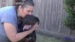Adopt Danny! A Young Sweet Lab/Rotti mix at 1 year old!
