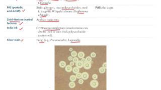 1  Microbiology BASIC Bacteriology Part 1