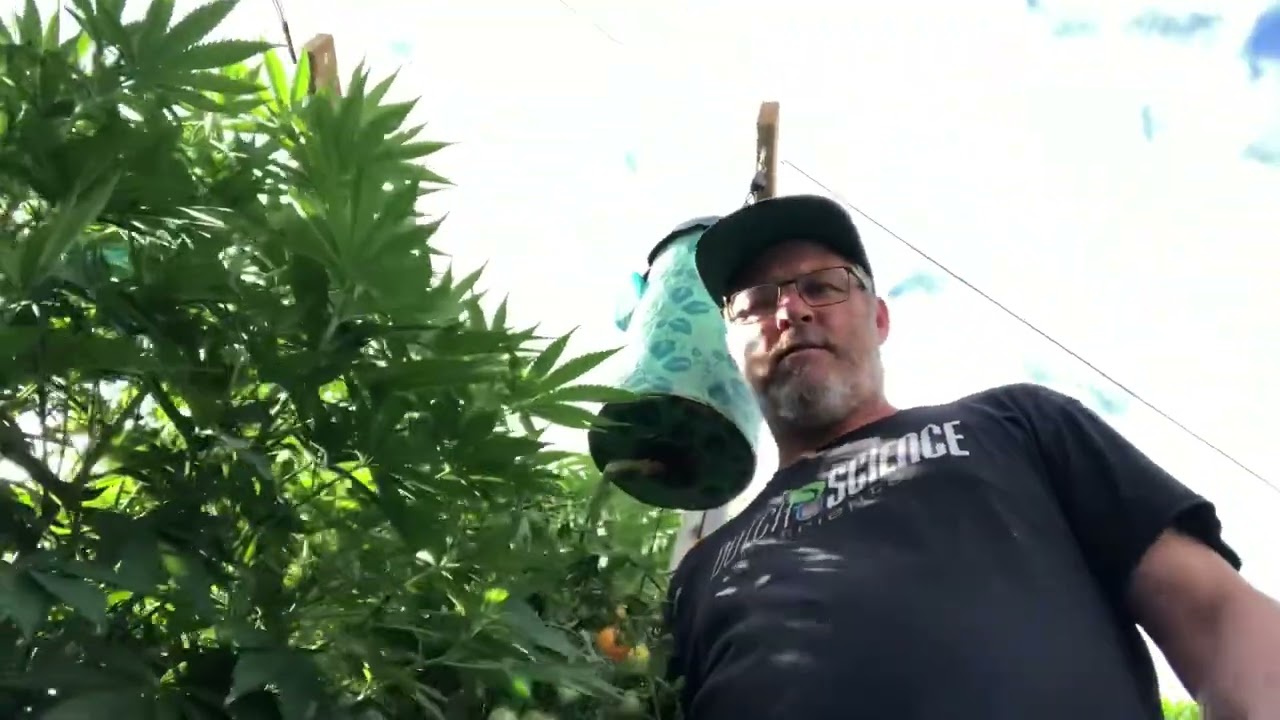 Day 26 Kyles SkyWalker OG UPDATE 