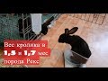 Вес кролика в 1,5 и 1,7 мес порода Рекс