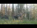 Alaska Trail Cam Video. August 29, 2020