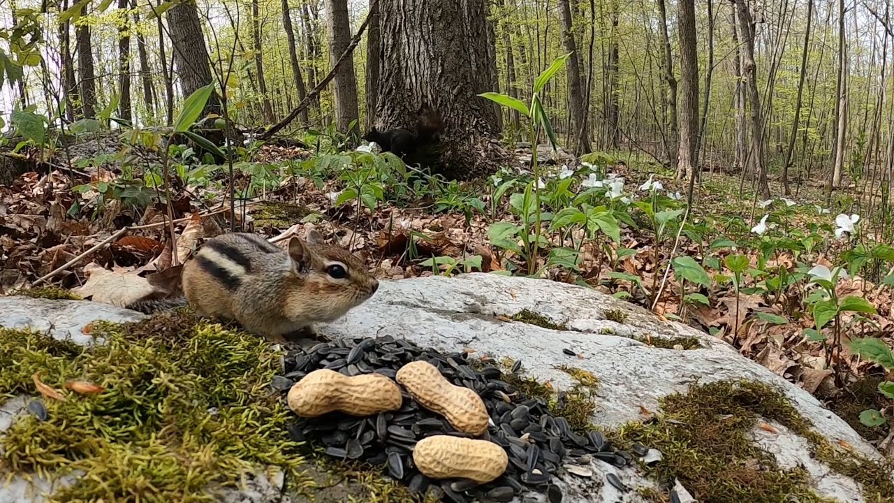 Chipmunks and Squirrels in a Forest of Trilliums 10 Hour CAT TV June 05, 2023 YouTube