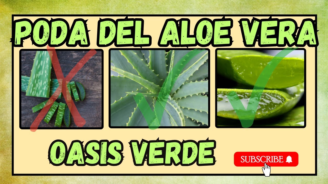 🌵Así se Poda el Aloe Vera para que Crezca Gigante!!