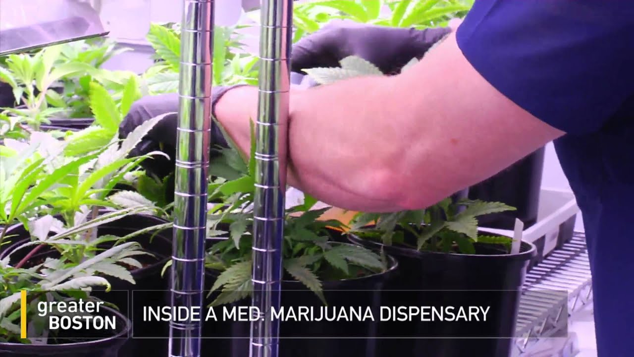 Brockton Medical Marijuana Dispensary YouTube