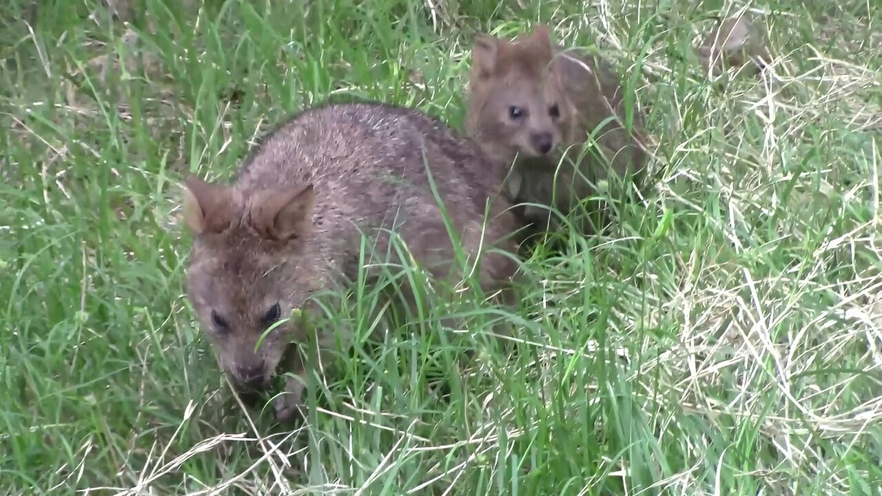 necoページquokka Quokka Baby & Mother 