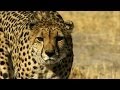 Baboons and Gunner's Encounter Dynamics