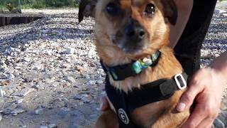 DACHSHUND CHIHUAHUA TERRIER MIX LOVES WATER!!!