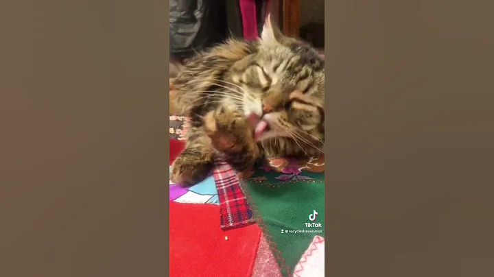 Cute Cat Video.  Althea Grooming.  Nothing to do...