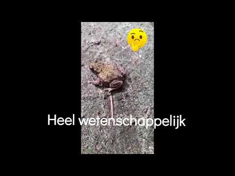 Door Den Helder dolen