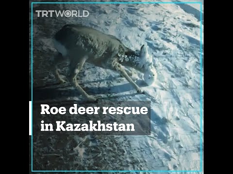 Roe deer with
