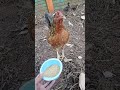 NATTUKKOLI | seval | theevanam