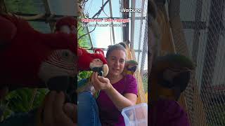 Werbung! 😄 Futter für unterwegs 😄 #shorts #tiere #parrot #freeflight #birds #macaw #natur #animals