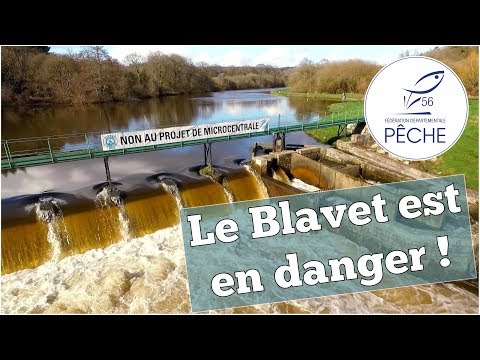 Le Blavet est en danger ! - Fédération de pêche du Morbihan
