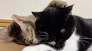 自分が悪いのに先輩猫に頭を下げさせる子猫