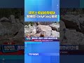 研究土撥鼠經費短缺...團隊開「OnlyFans」募款 #成人平台