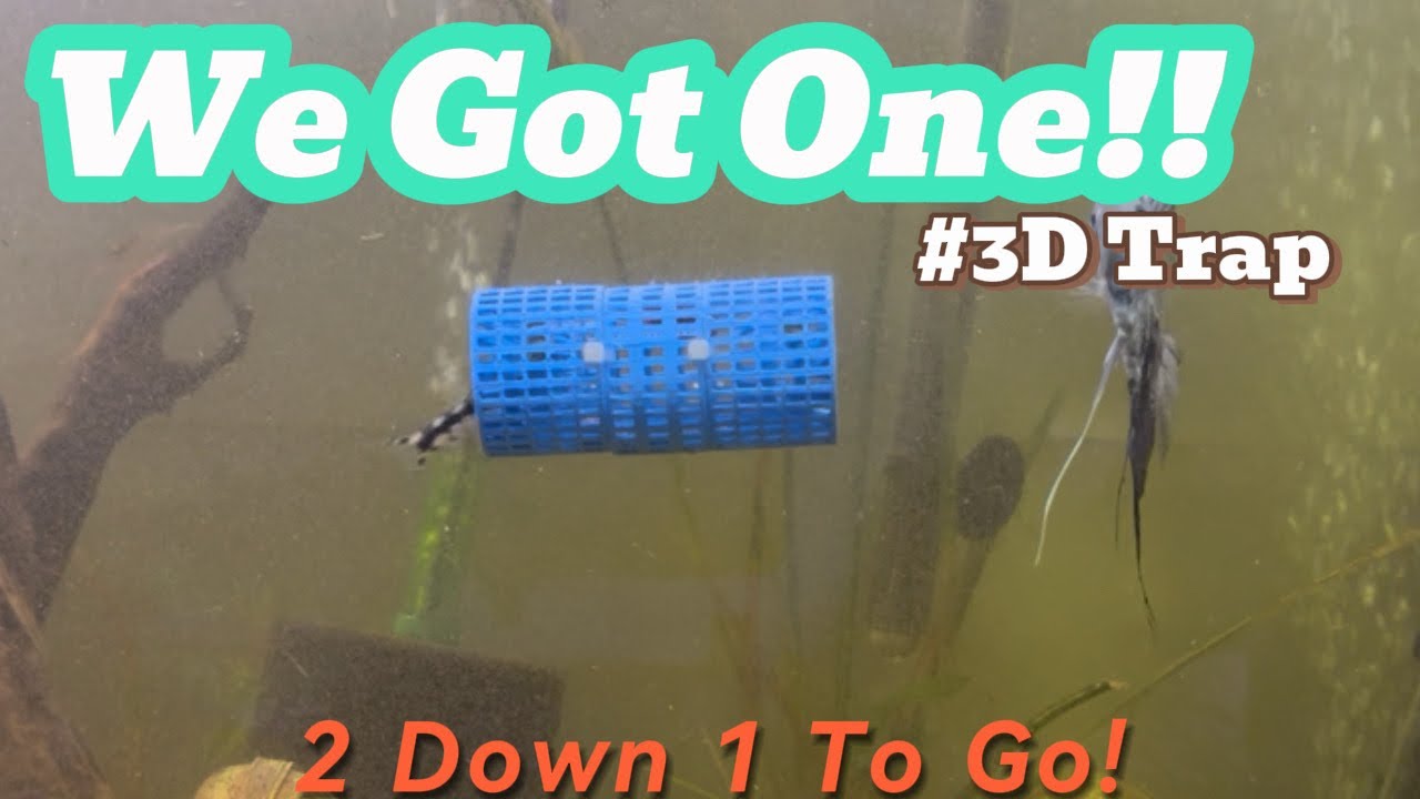 3D Trap Works Great! #fishtrap #3dprinting #pnw #loaches #viral #fishkeeping #catfish #angelfish #3d