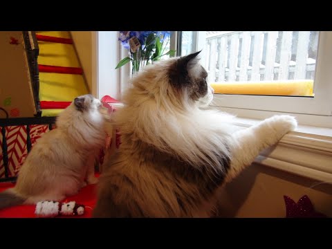 ragdolls-reaction-to-1st-snowstorm-of-the-year