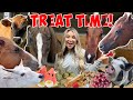 Feeding all my pets favorite treats in one  40 pets