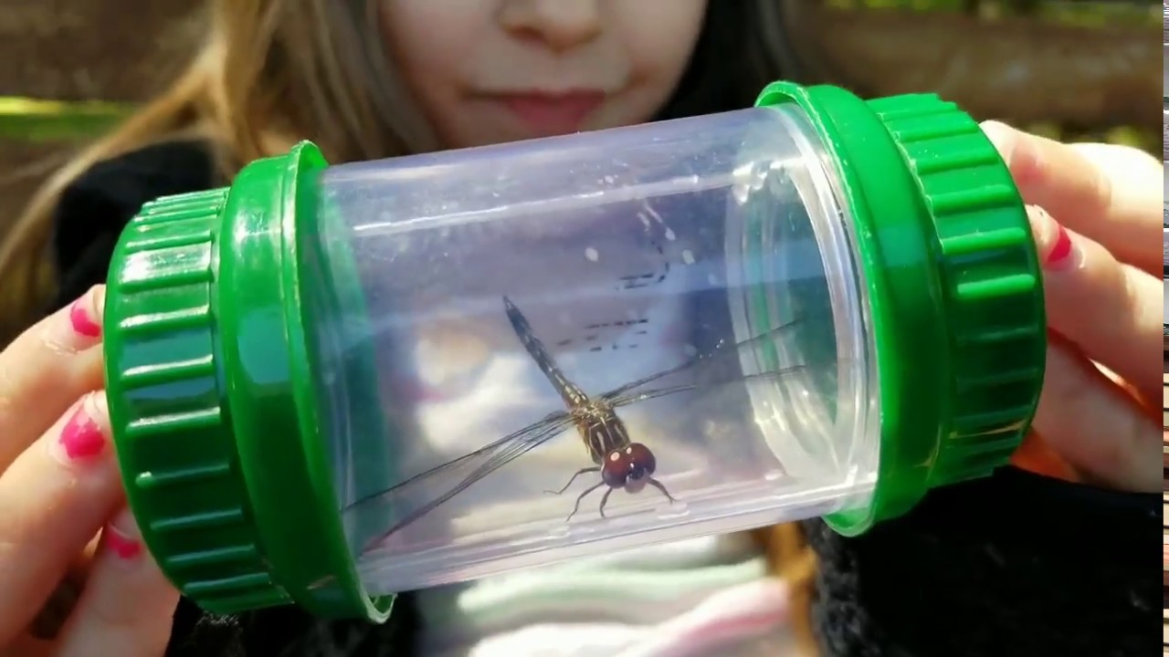 oops that page can't be found Emmy's Nature Show - Episode, 4 Dragonfly