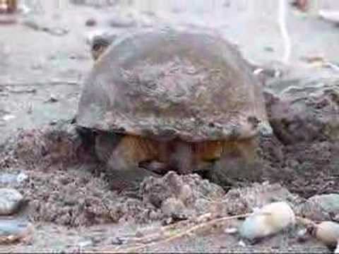 Blanding's Turtle Burying - YouTube