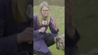 Interviewing Sheep