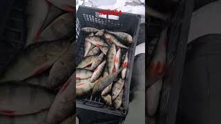 #челябинск174 #рыбалка #fishing #рыба #зима #природа #крупныйокунь