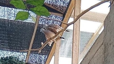 Suasana aviary membuat nyaman burung perkutut | aviary mini perkutut lokal