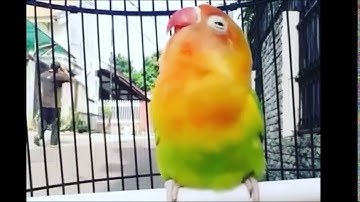 DAHSYAT!! Lovebird isian walang kecek, kenari, kapas tembak cocok untuk masteran