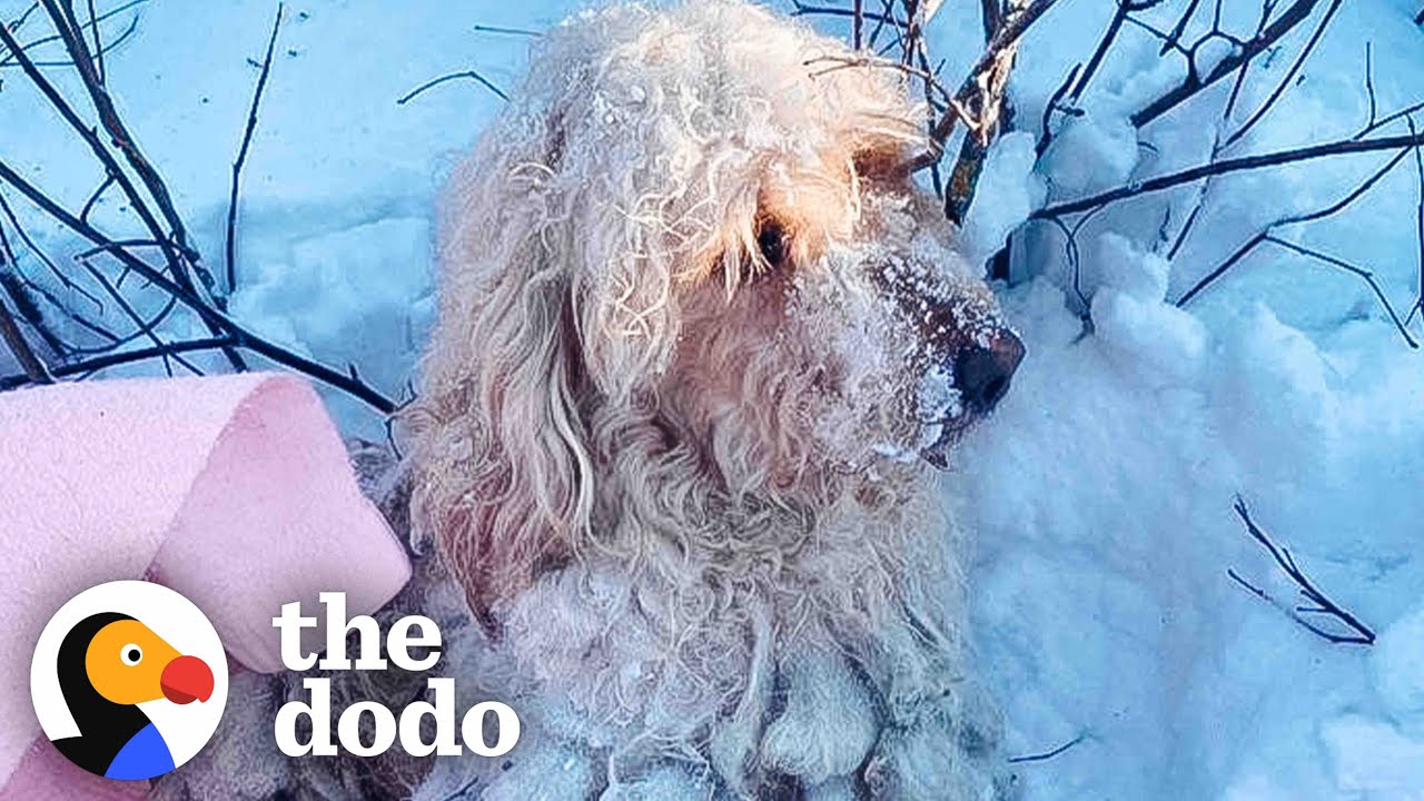 Dog Found In Freezing Snow Loves Lying By Fireplace Now | The Dodo ...