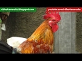 Rooster Crowing Live Recording Part 1 - February 4 2017