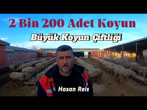 2 Bin 200 Adet Koyun ile Bölgenin En Büyük Koyun Çiftliği - Hasan Reis #hayvancılık #çiftlik #koyun