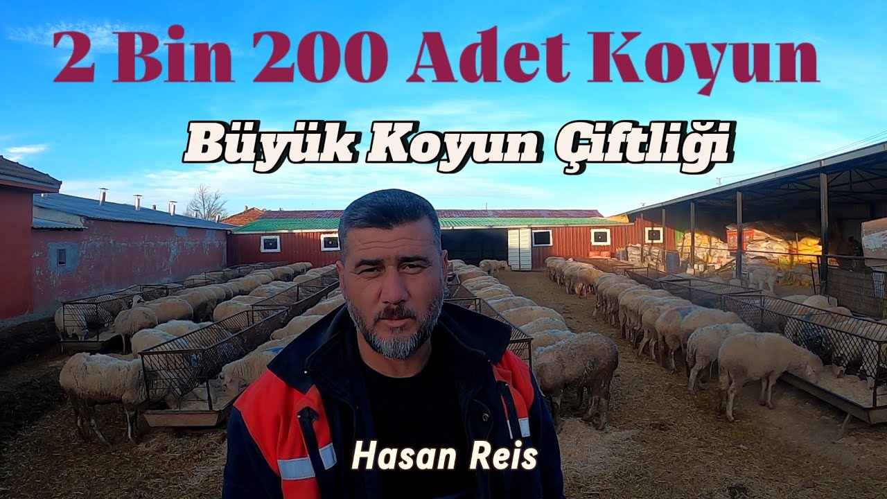 2 Bin 200 Adet Koyun ile Bölgenin En Büyük Koyun Çiftliği - Hasan Reis #hayvancılık #çiftlik #koyun