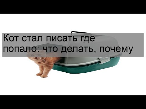 Кот стал писать где попало: что делать, почему