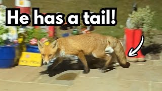 A Mangy Donald Update!