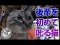 【Jean & Pont 0747】先住猫ジャン君が後輩を叱るシーンを見た 2017/11/6 保護猫育成記録 Jean & Pont